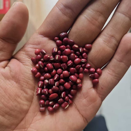 东北珍珠颗粒红小豆，食品专用
