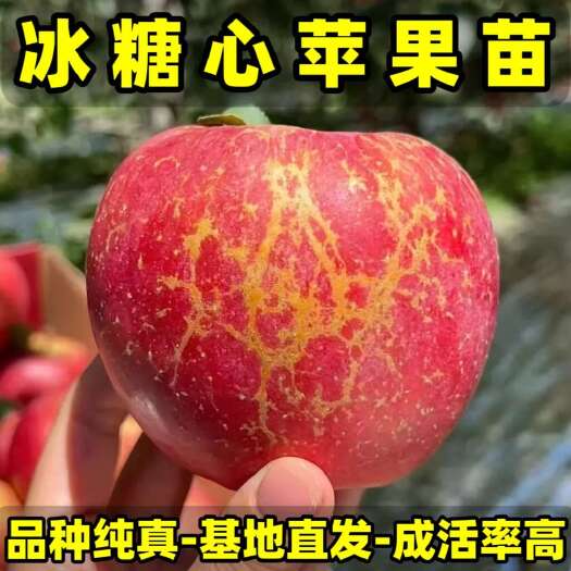 营口正品冰糖心苹果苗 品种纯真 树苗基地现起现发货 成活率高