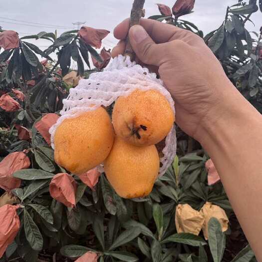 资中县早中枇杷大量上市 个头大 口感佳 适合市场批发 电商 有需要