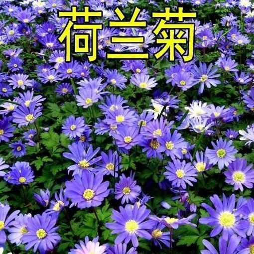 苏州荷兰菊花种子春秋四季开花多年生耐寒花籽室内阳台盆栽花种孑种籽