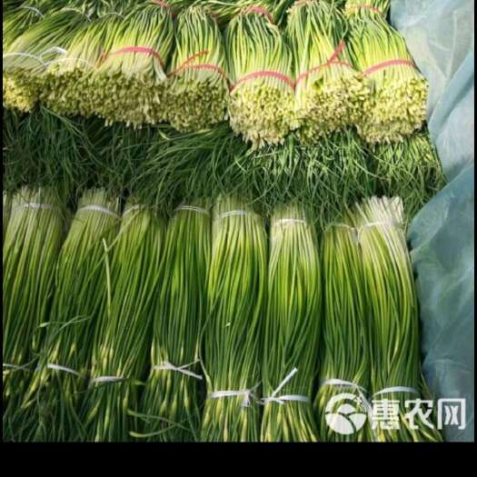 濮阳县河南濮阳新鲜白帽蒜薹 当日采摘发货 优质蒜苔批发