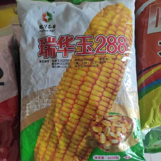 封丘县瑞华玉288不生锈病低杆大穗抗倒伏
