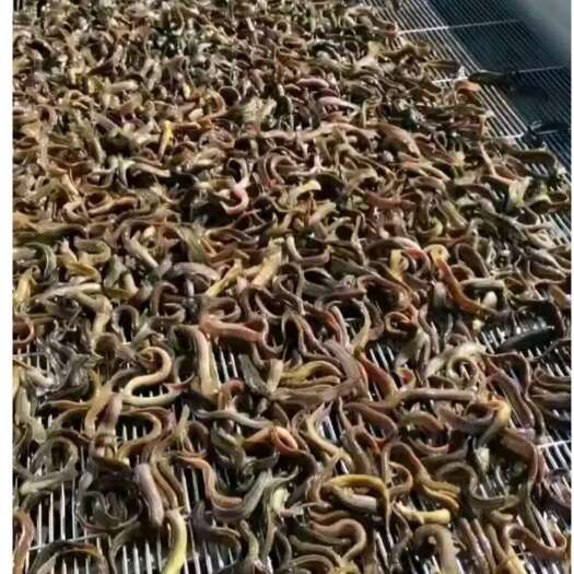 连云港杂交泥鳅苗 ，免费提供养殖技术，上门指导规划设计安装。