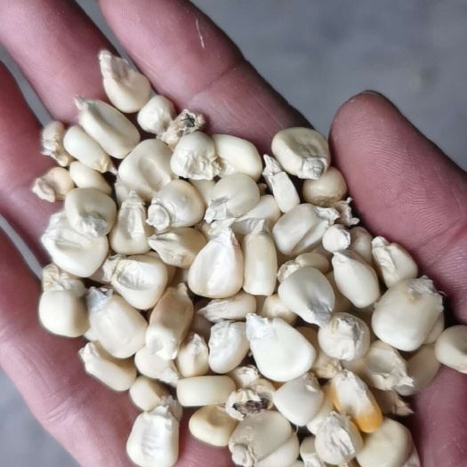 糯玉米干粒