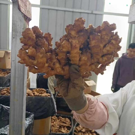 云南二黄姜,可代收,场地直发,品种多 只做好品质的