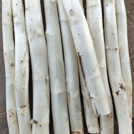 潍坊山东潍坊新鲜白芦笋直发