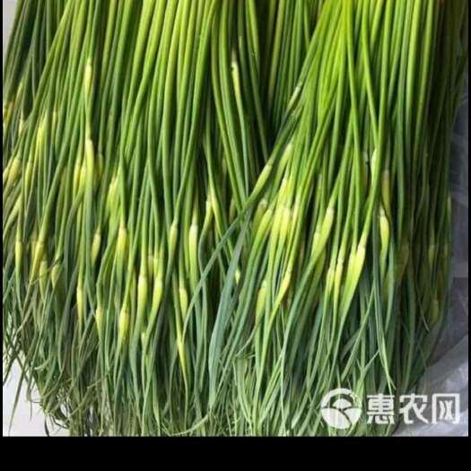 濮阳县河南濮阳新鲜白帽蒜薹 当日采摘发货 优质蔬菜批发