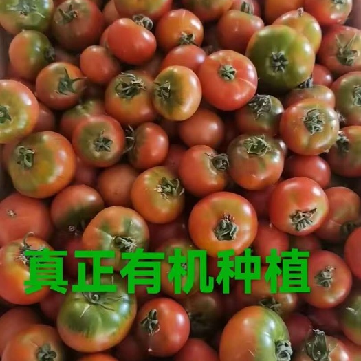 北京通州新鲜采摘水果西红柿自然熟非硬柿子果肉多汁口感好