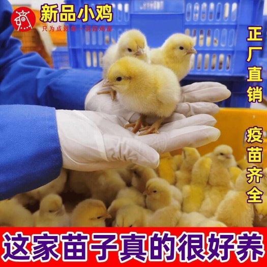南宁青脚土鸡苗  红瑶土鸡苗  黄麻羽土鸡苗 优良品种 成活率高