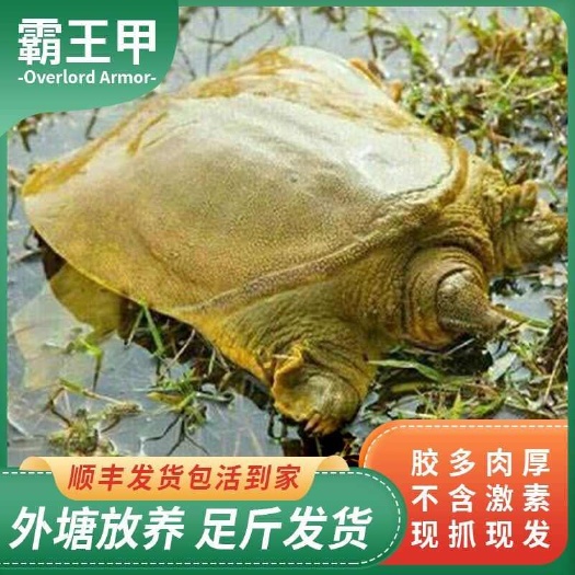蓝山县外塘活体甲鱼生态散养塘放养鲜活中华鳖水鱼王八团鱼