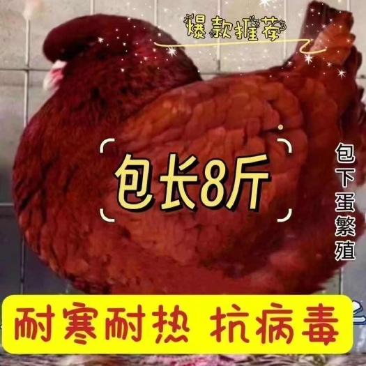 巨型纯种元宝鸽鸽子活物一对青年元宝鸽正宗元宝鸽种鸽