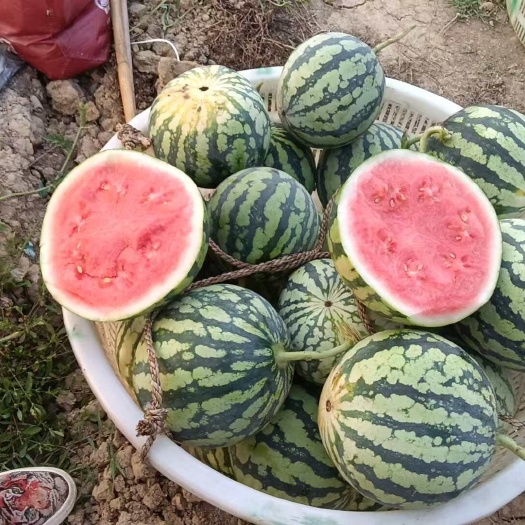 雷州市美都麒麟瓜。
