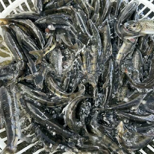 溪石斑鱼，光唇鱼，小溪鱼