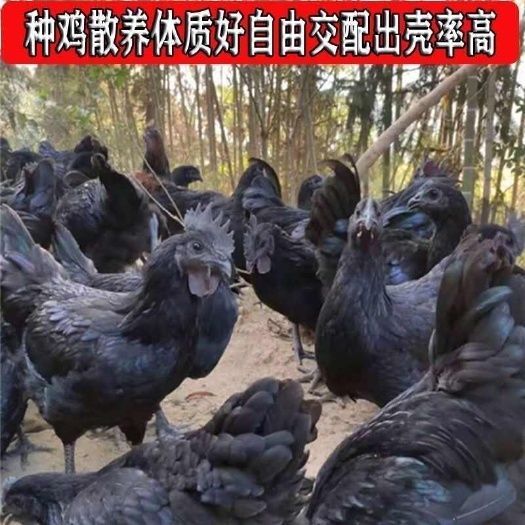 南宁五黑鸡苗   快大黑乌鸡苗