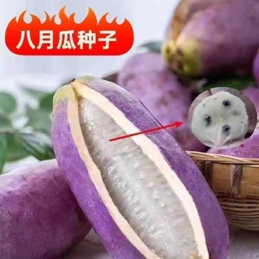 南京八月瓜种子春秋冬季庭院种植爬藤植物吃水果八月瓜八月炸腰果种籽