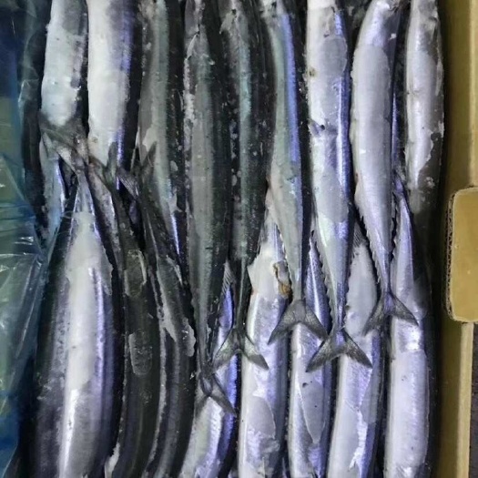 新鲜冷冻秋刀鱼船冻新品批发