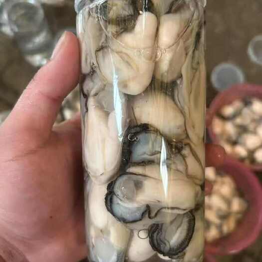 饶平县潮汕地区，原产地批发生蚝，一手货源，全国批发，一件也是批发价