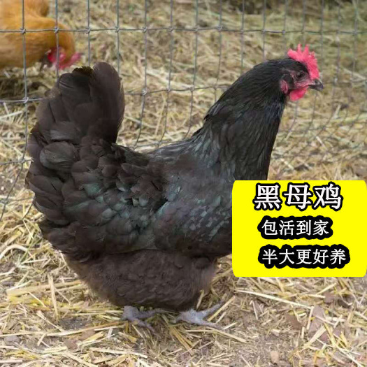 郑州4—5两的黑母鸡苗，全母苗@郑蛋鸡苗黑土鸡芦花鸡五黑鸡土鸡