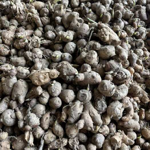 遂溪县只有少量沙姜，越来越涨，早下手早行动