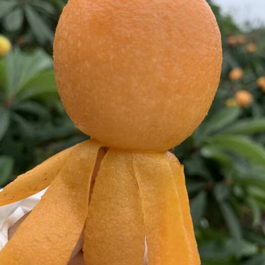 仁寿县文宫枇杷之乡 皮薄多汁 香甜可口