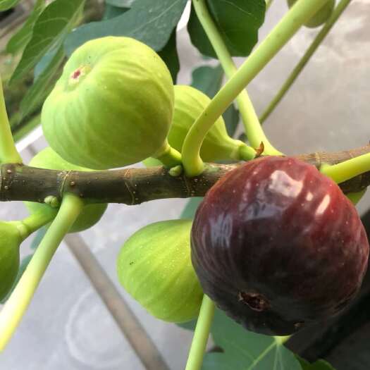 云南西双版纳新鲜无花果现摘现发当季水果批发零售