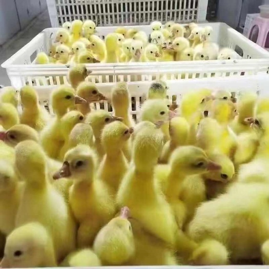 （10只起发）大三花鹅苗白鹅苗 @武 脱温鹅苗三花鹅，灰鹅苗