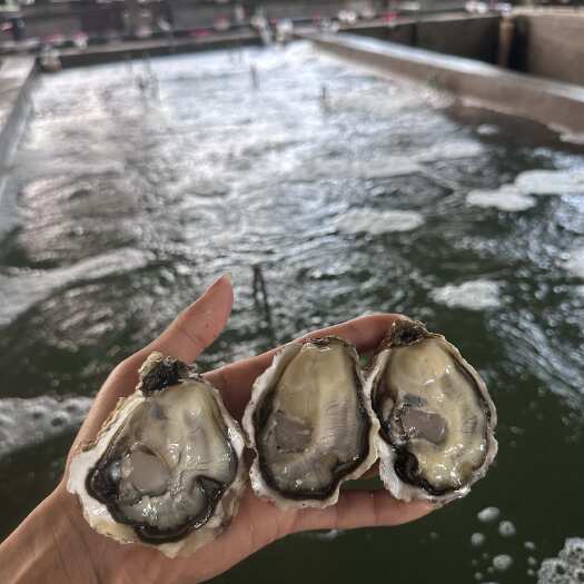 诏安本港三倍体小规格
