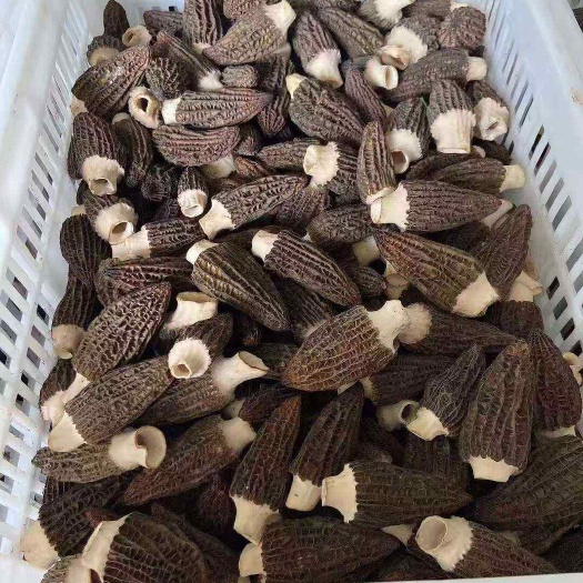 沅陵县羊肚菌干货精品六妹 25 年新货