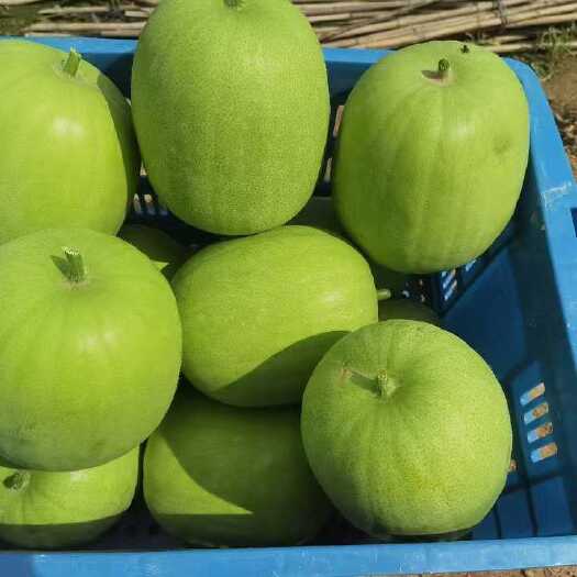 来宾不打农药的香芋味小冬瓜是健康食品
