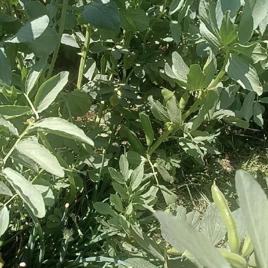 南通带壳新鲜蚕豆