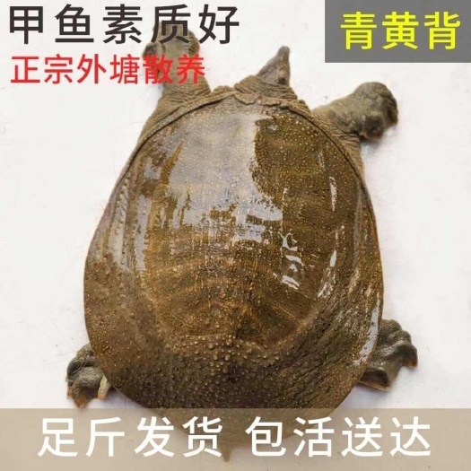 外塘清水散新鲜养3-5年背公甲鱼王八黄油老鳖中华鳖甲鱼
