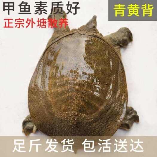 蓝山县外塘清水散新鲜养3-5年背公甲鱼王八黄油老鳖中华鳖甲鱼