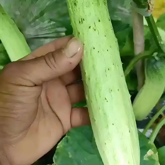 燕白黄瓜燕青黄瓜
