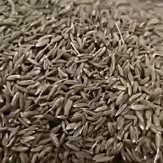 喀什市孜然 颗粒 饱满浓味