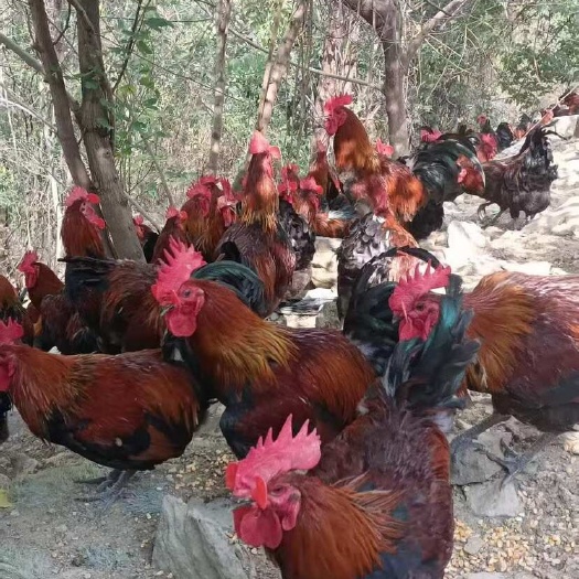 织金县正宗散养血毛鸡