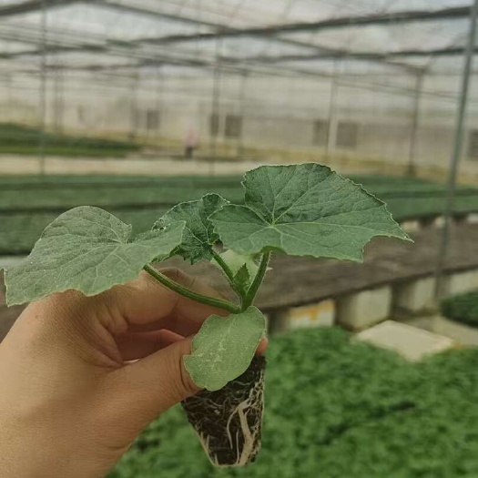 潮州黑皮大冬瓜铁柱冬瓜苗