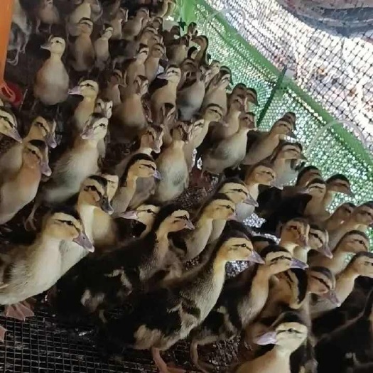南宁脱温大种麻鸭苗  杂交鸭苗 郊区鸭苗 已防疫 质量保证