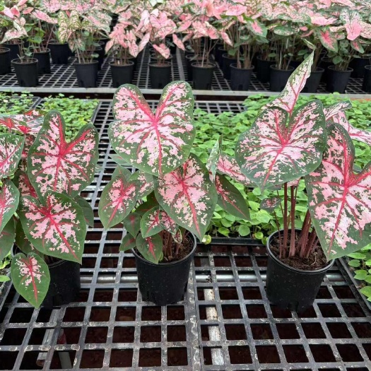 徐闻县五彩芋卡洛琳0.8加仑