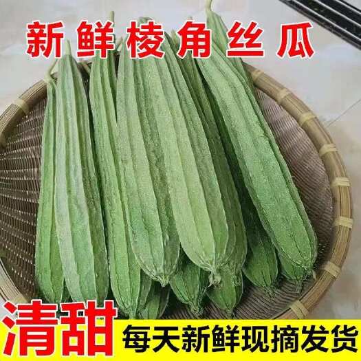 徐闻县新鲜采摘湛江徐闻丝瓜绿色健康蔬菜批发零售