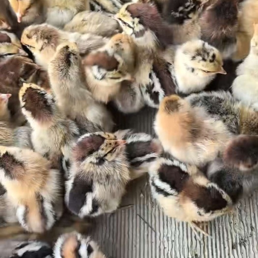 简阳市土鸡苗 麻鸡苗 三黄鸡苗@成青脚麻鸡绿壳蛋鸡 肉鸡包打疫苗