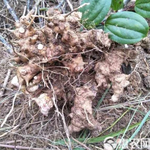 五华县深山新鲜采挖金刚藤红肉菝葜，十斤以上包邮。