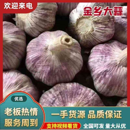 金乡县金乡大蒜，专业储存，代收，代发各地市场