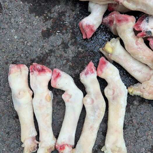 育肥羔羊蹄大中小号无老蹄