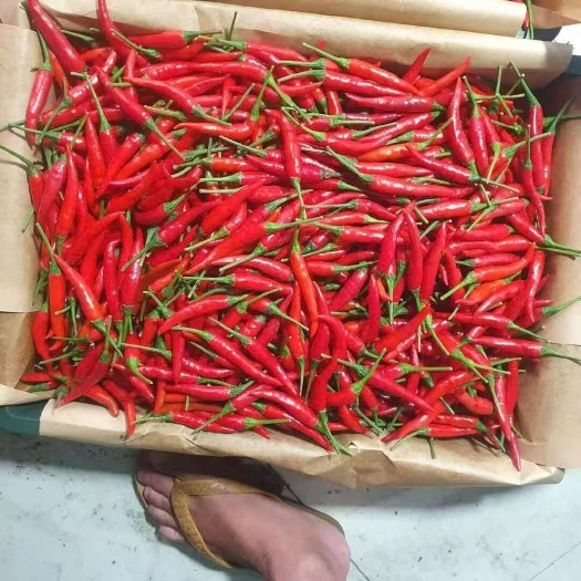 威宁县小米辣椒