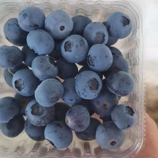 天津精品蓝莓批发