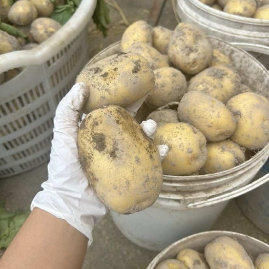 仙居县黄心黄皮土豆自家种植的黄心土豆 保证品质 现挖现发 产量大