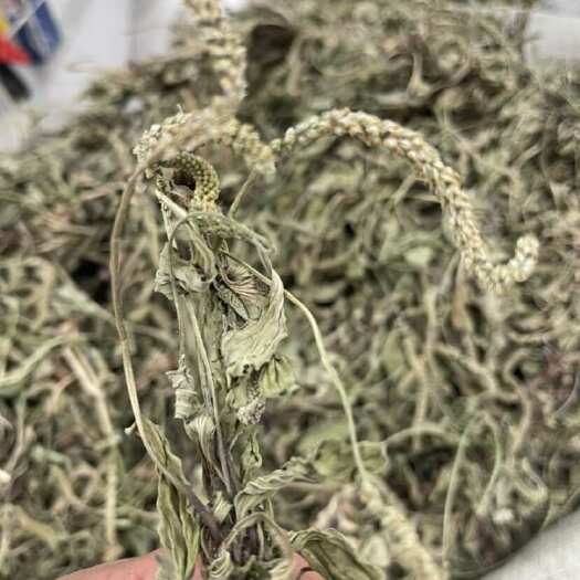 今年新货车前草中药材车前草 猪耳朵草