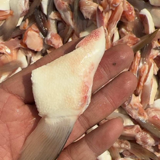 连云港原浆三文鱼鱼鳍鱼排新鲜现切三文鱼系列鱼刺鱼骨鱼翅水产批发