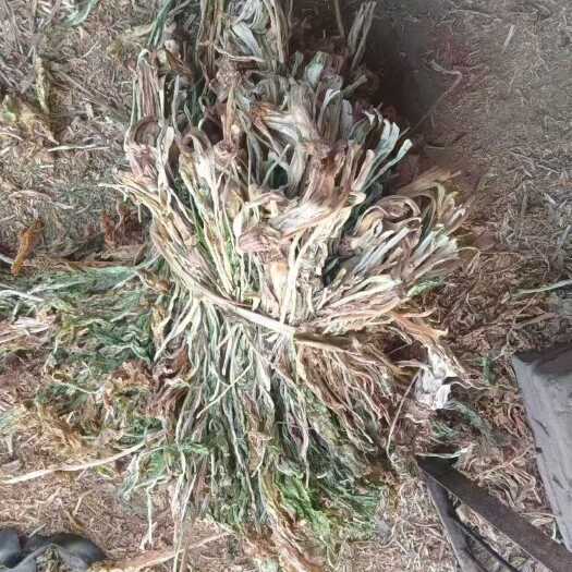 自然晾晒，无盐  农家白菜干