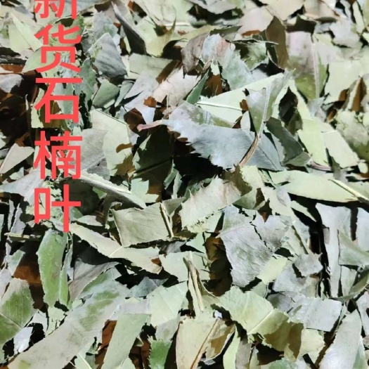 石楠叶中药材干货石眼树石楠叶包邮